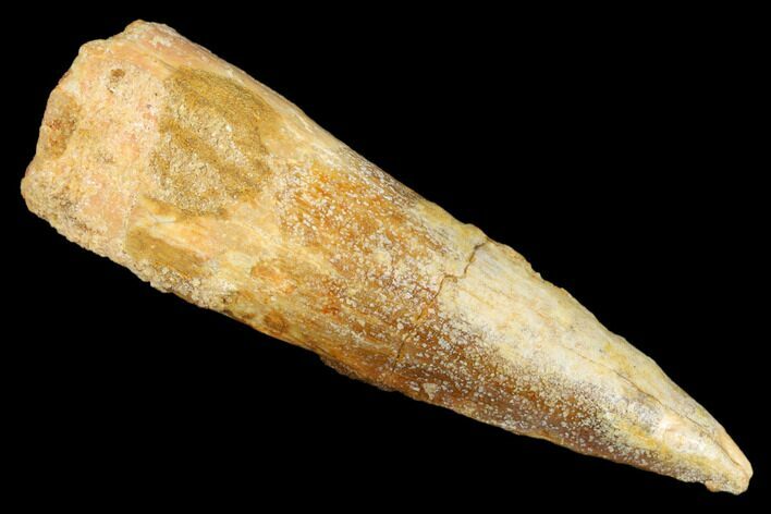 Spinosaurus Tooth - Real Dinosaur Tooth #176673